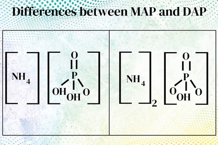 Differences    between Mono Ammonium Phosphate (MAP) and Di Ammonium Phosphate (DAP)